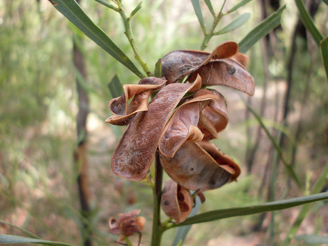 Acacia suaveolens