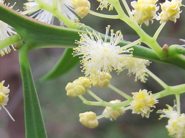 Acacia suaveolens