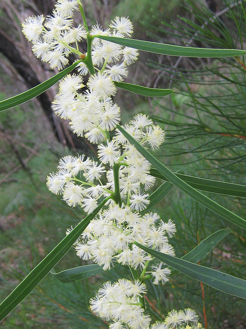 Acacia suaveolens