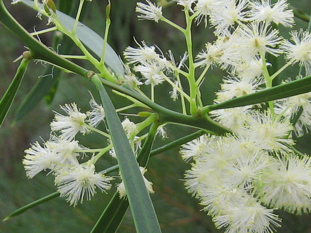 Acacia suaveolens