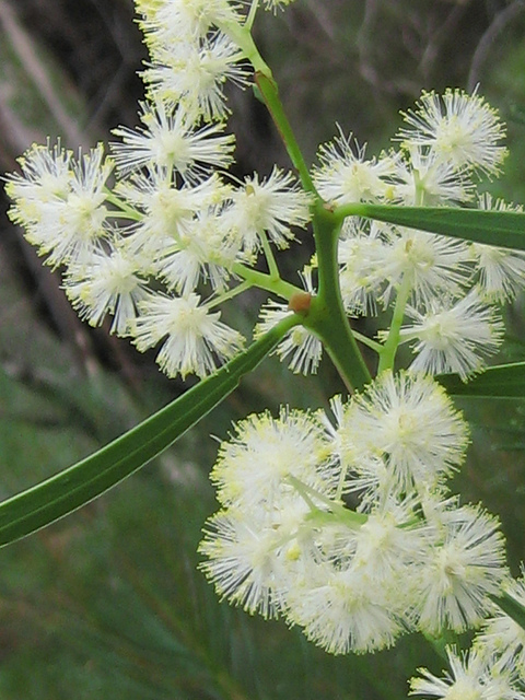 Acacia suaveolens