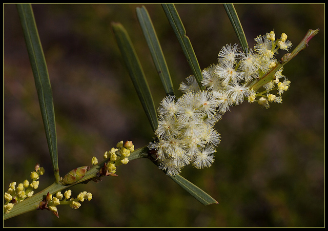 Acacia suaveolens