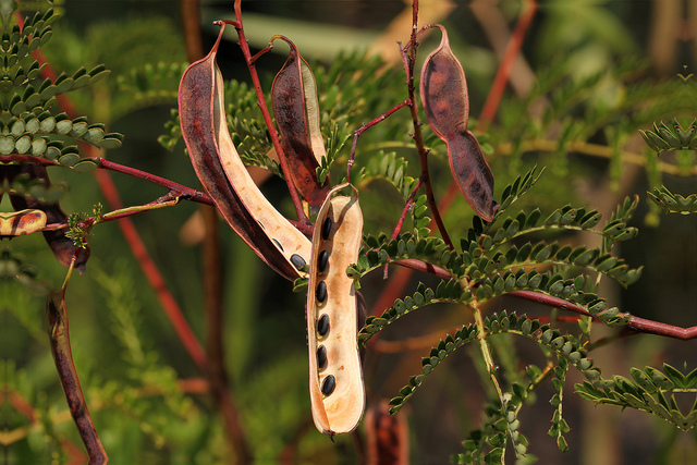 Acacia terminalis