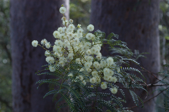 Acacia terminalis