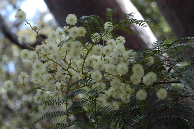 Acacia terminalis