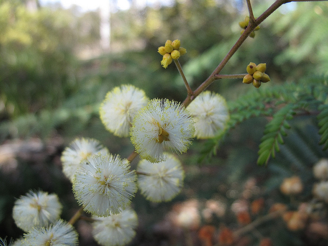 Acacia terminalis
