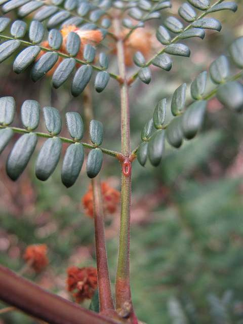 Acacia terminalis