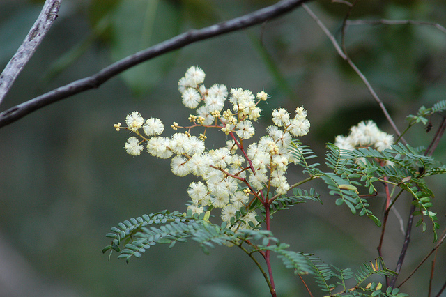 Acacia terminalis (Acacia terminalis)