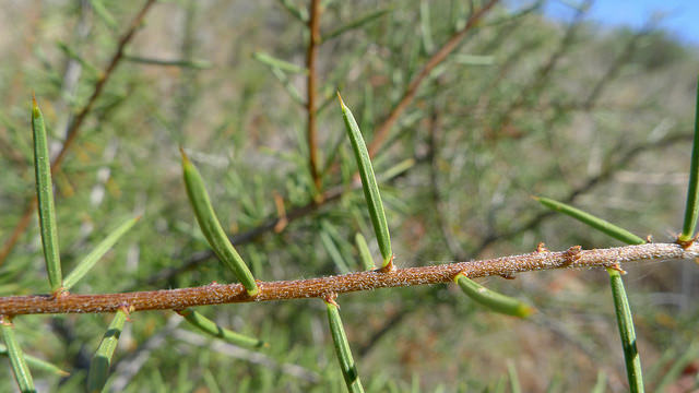 Acacia tetragonophylla