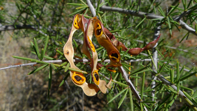 Acacia tetragonophylla