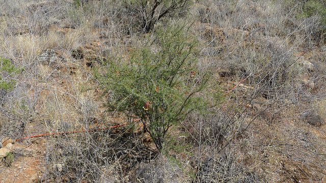 Acacia tetragonophylla