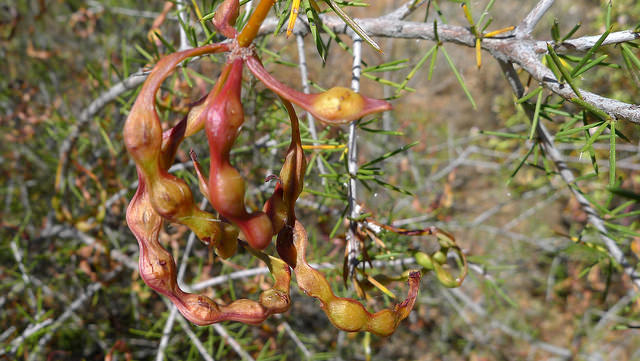 Acacia tetragonophylla