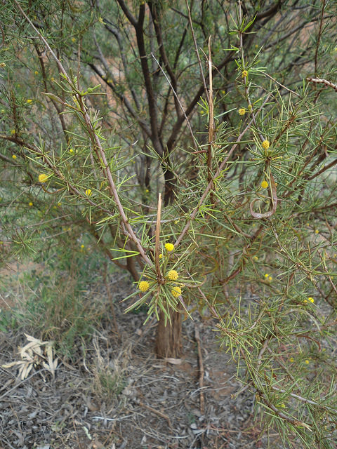 Acacia tetragonophylla