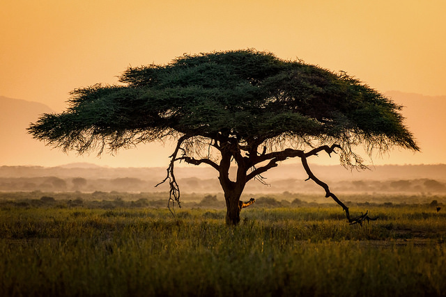 Acacia tortilis
