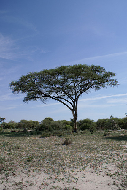 Acacia tortilis