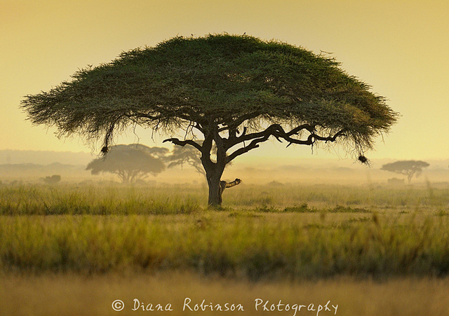 Acacia tortilis