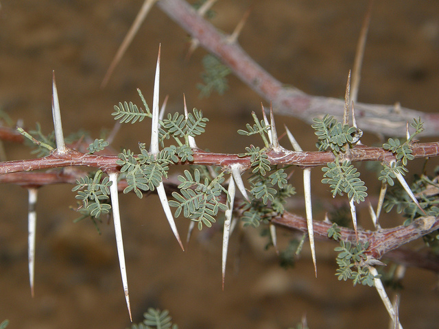 Acacia tortilis
