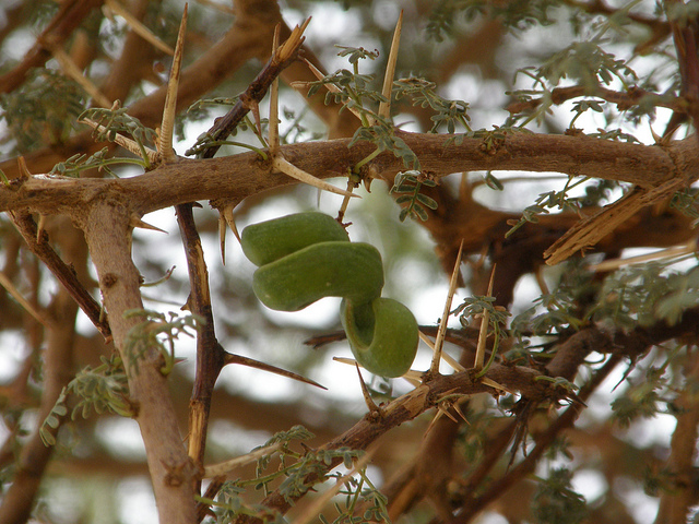 Acacia tortilis