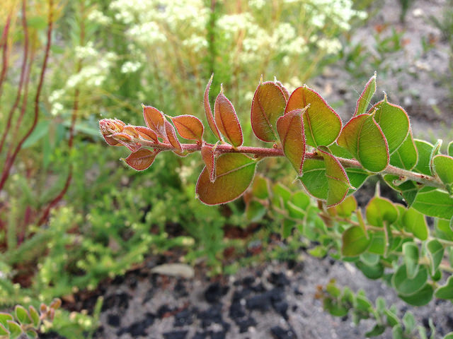 Acacia uncinata (Acacia uncinata)