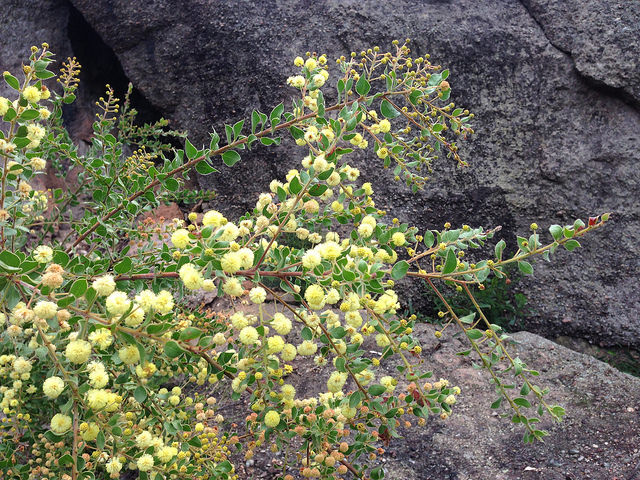 Acacia uncinata