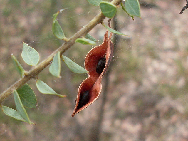 Acacia uncinata