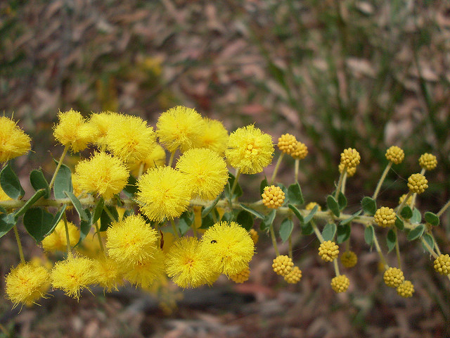Acacia uncinata
