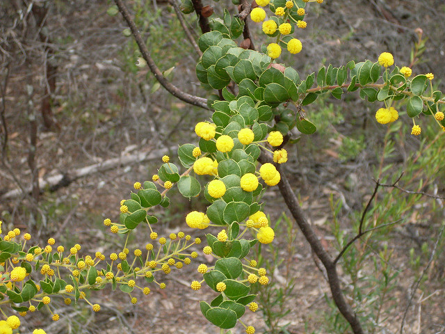 Acacia uncinata
