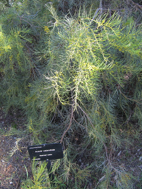 Acacia uncinata