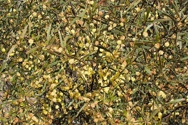 Acacia verniciflua