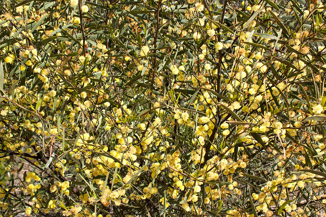 Acacia verniciflua