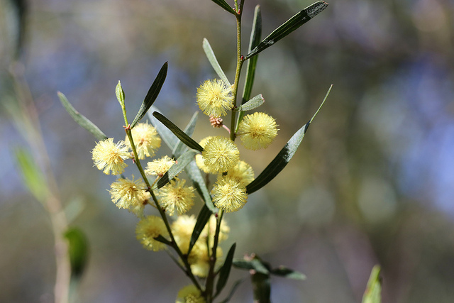 Acacia verniciflua