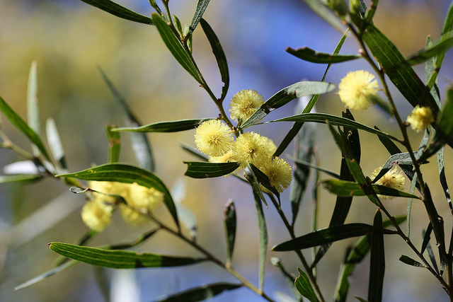 Acacia verniciflua (Acacia verniciflua)