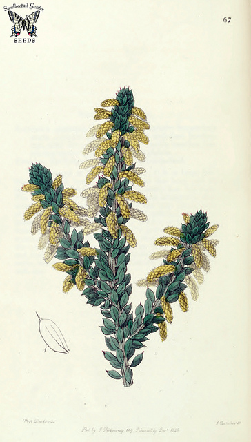 Acacia verticillata (Acacia verticillata)