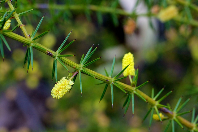 Acacia verticillata