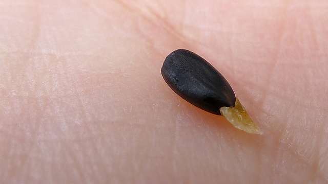 Acacia verticillata