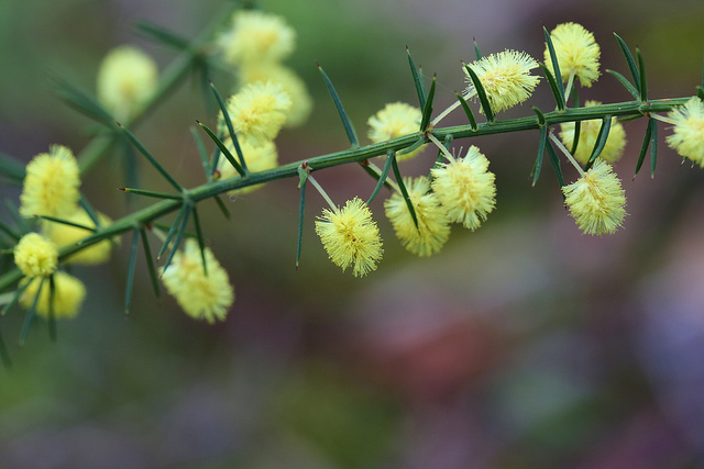 Acacia verticillata