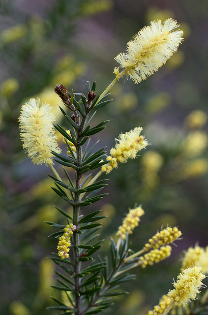 Acacia verticillata