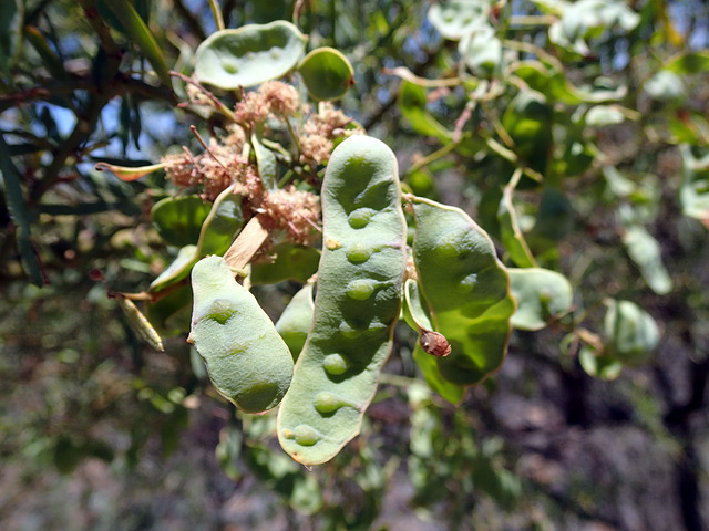 Acacia victoriae