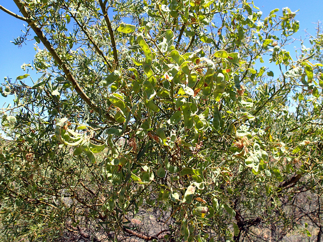 Acacia victoriae
