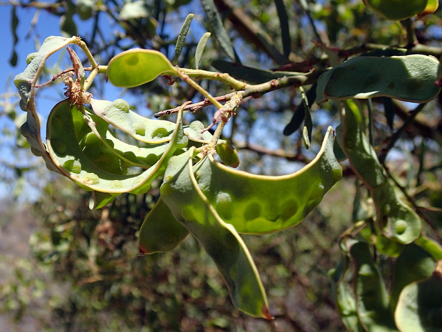 Acacia victoriae (Acacia victoriae)