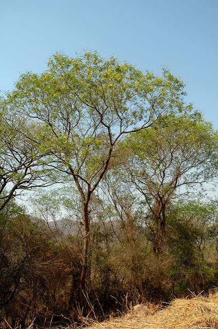 Acacia visco