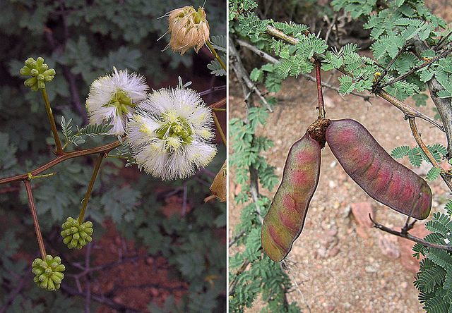 Acacia visco