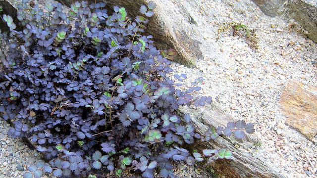 Acaena inermis