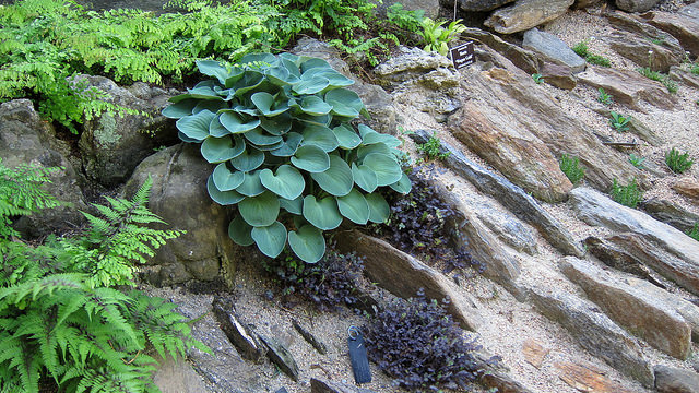 Acaena inermis