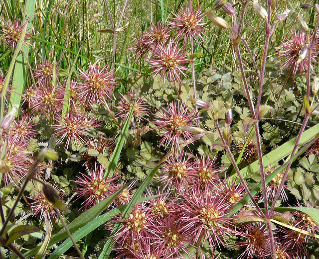 Acaena inermis