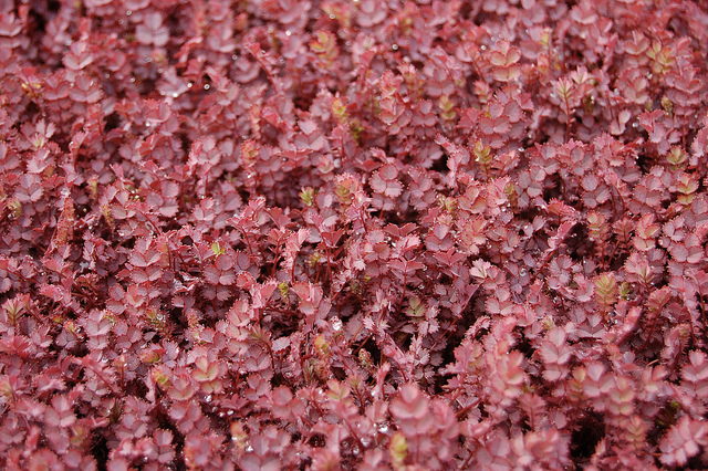 Acaena inermis (Acaena inermis)
