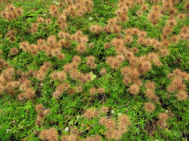 Lampourde à petites feuilles (Acaena microphylla)