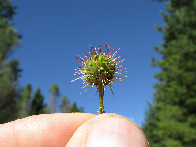 Acaena novae-zelandiae