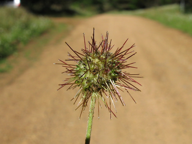 Acaena novae-zelandiae