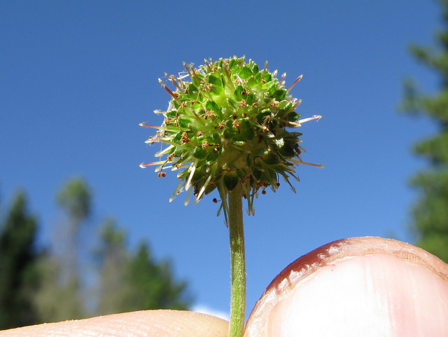 Acaena novae-zelandiae